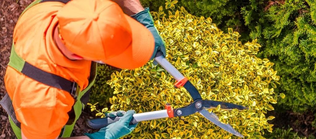 Taille et entretien d’arbres Taille et entretien d'arbres