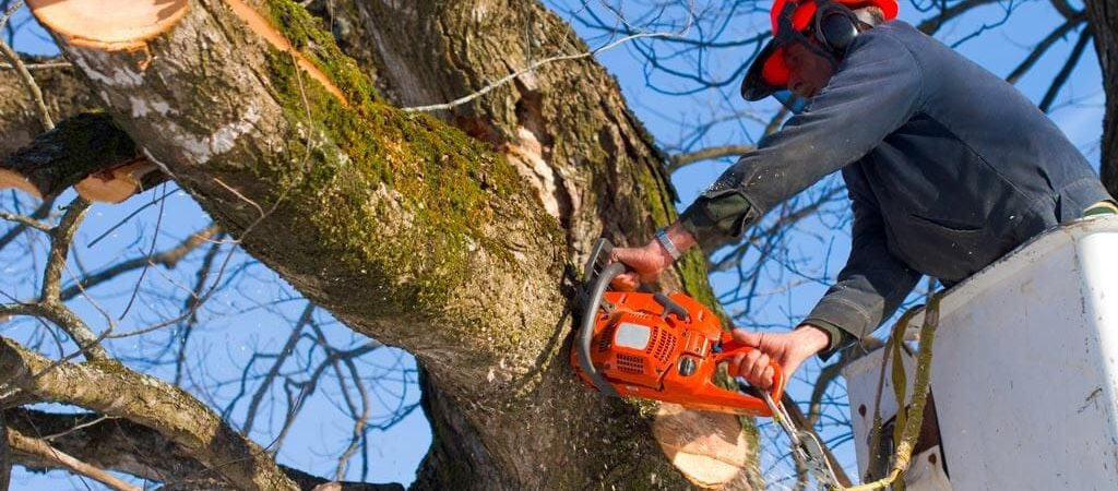 Abattage d’arbres Expert en abattage d'arbres - Brest Entretien Jardin